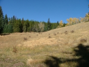 meadow