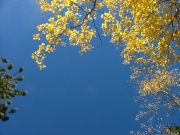 sky_through_trees