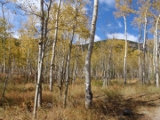 aspens_part_2