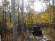 down_through_aspens