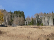open_meadow