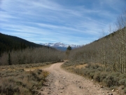 aspens