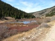marshy