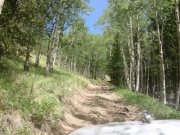 climbing_through_aspens