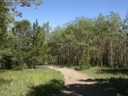 into_the_aspens