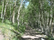 mellow_trail