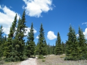between_trees