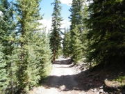 through_trees