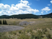 trees_in_the_distance