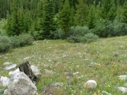 wildflowers