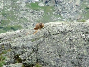 wildlife
