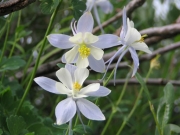 columbine