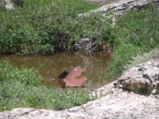 lake_monster