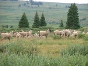sheep_part_2