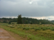 sheep_part_3