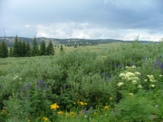 wild_flowers