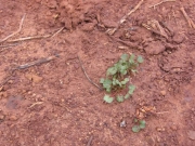 new_plant