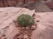plant_near_the_edge