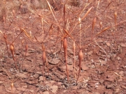 weird_plants