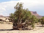 tree_on_murphy_hogback