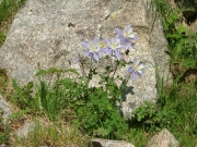 columbines