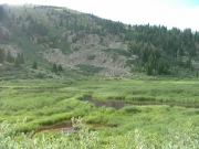 marshy