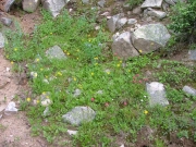 wildflowers