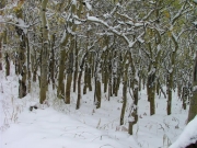 aspens_and_snow
