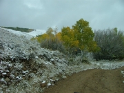 aspens_changing