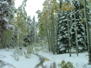 curving_around_fallen_trees
