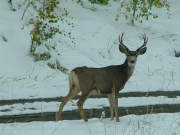 deer_part_2