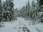 evergreens