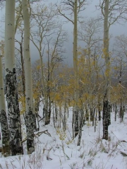 fall_and_winter_together