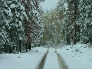 low-hanging_trees