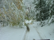 through_heavy_trees