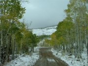 through_the_aspens