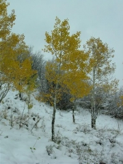 yellow_and_white