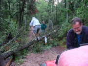 walt_on_the_tree