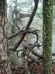 deadwood
