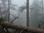 foggy
