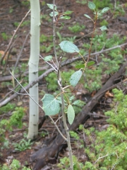little_aspen