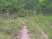 meadow_part_1