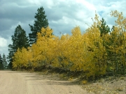 aspens
