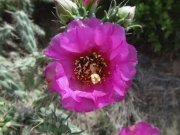 cactus_bloom