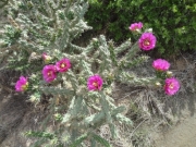 cactus_flowers