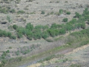 coyote