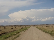 pronghorn