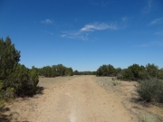 small_trees