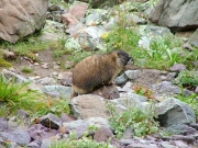 marmot