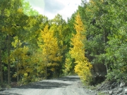 aspens